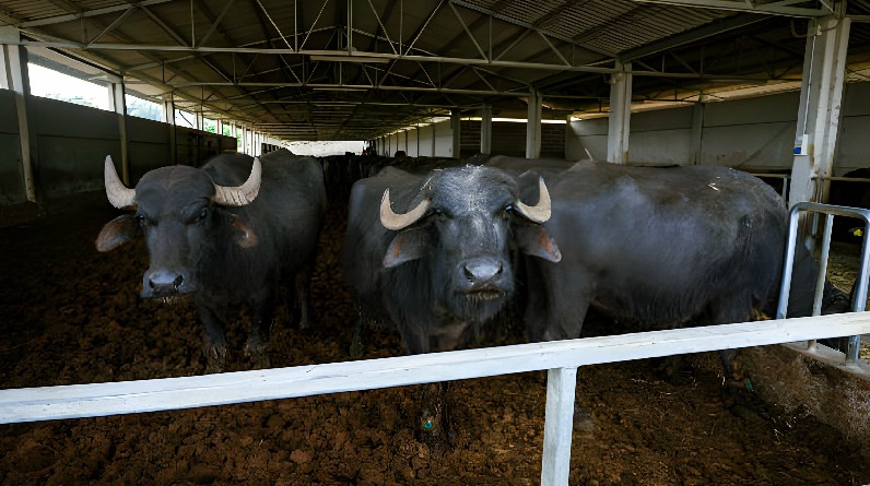 The Healthy Benefits of Buffalo Milk