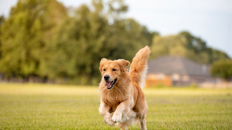 The Top 5 Benefits of Natural Fish Treats for Dogs