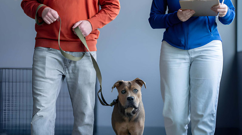 4 Secrets to Faster Results with Tailored Dog Lessons