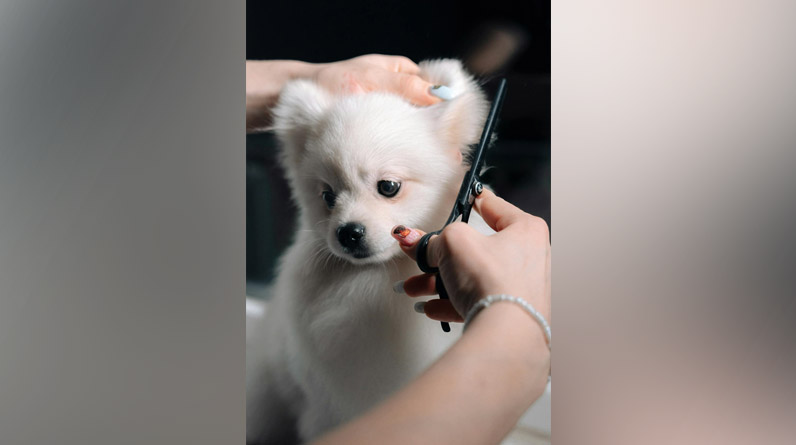Here’s Why It’s Beneficial To Hire A Professional Dog Groomer