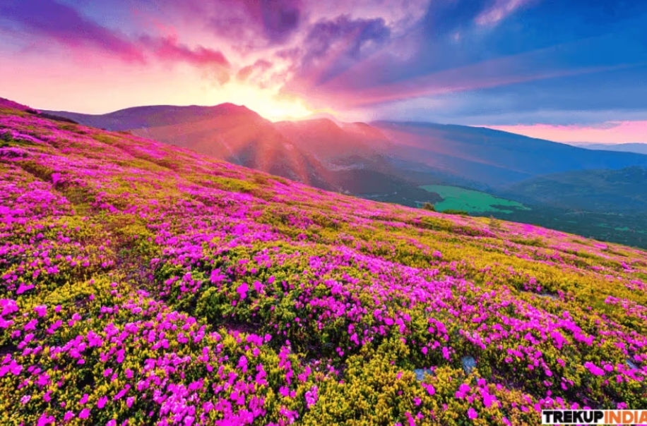 Best Summer Treks in India 2026 Top Himalayan Routes Every Trekker Must Do